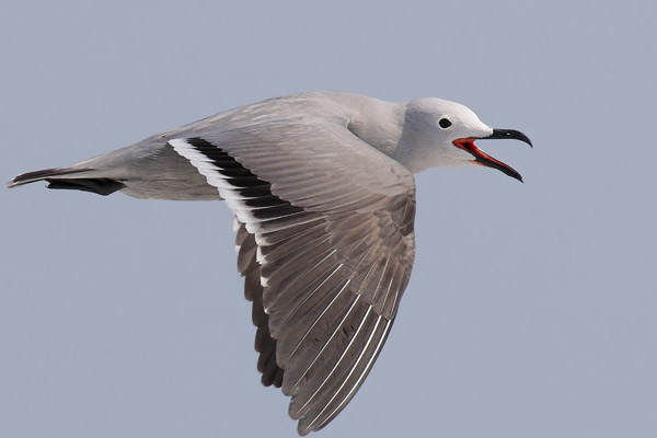 Gaviota Garuma
