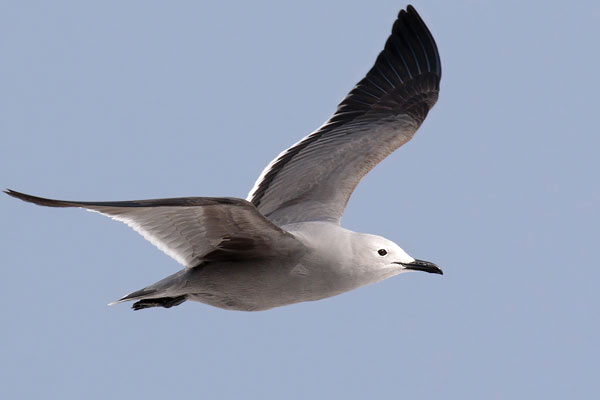 Gaviota Garuma