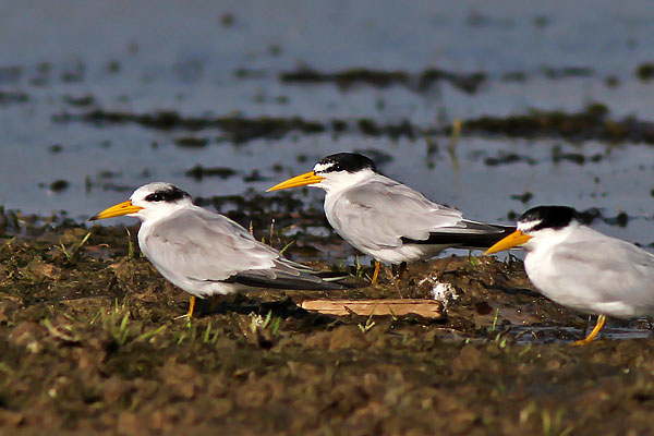 Gaviotín Chico Fluvial