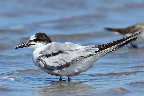 Gaviotín Golondrina