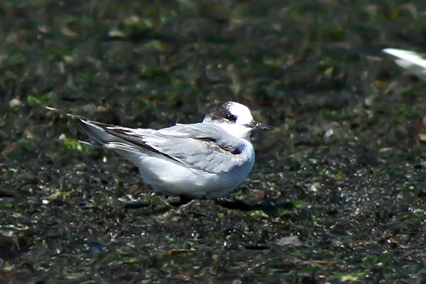 Gaviotín Golondrina