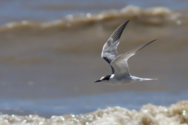 Gaviotín Golondrina