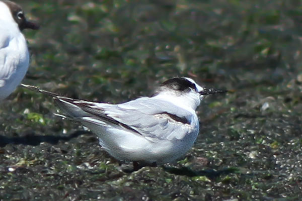 Gaviotín Golondrina