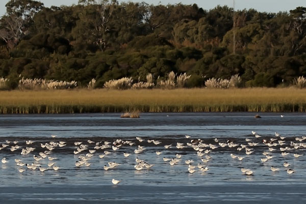Gaviotín Golondrina