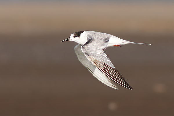Gaviotín Golondrina