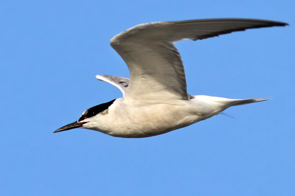 Gaviotín Golondrina