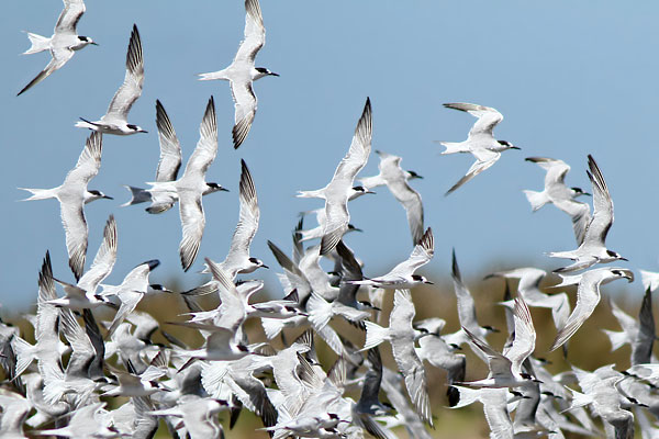 Gaviotín Golondrina