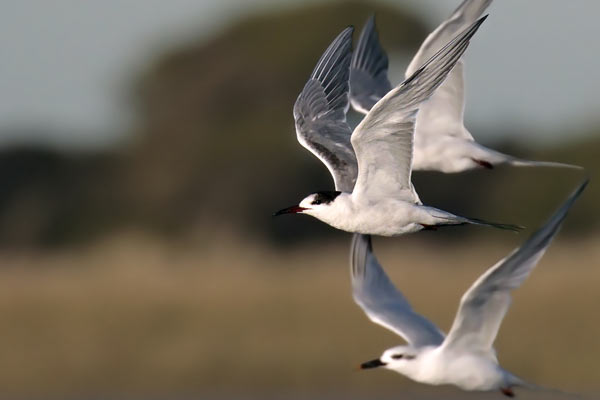 Gaviotín Golondrina