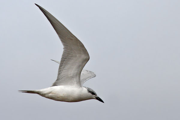 Gaviotín Pico Grueso