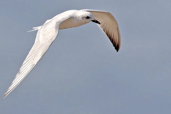 Gaviotín Pico Grueso