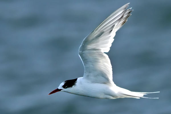 Gaviotín Sudamericano