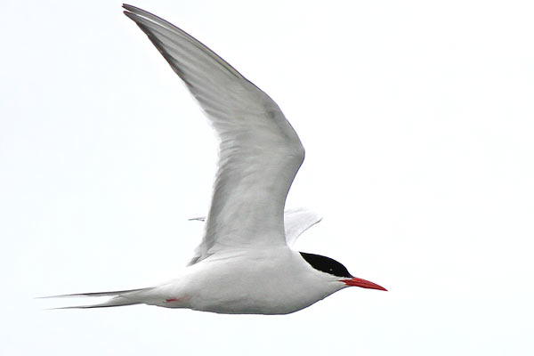 Gaviotín Sudamericano