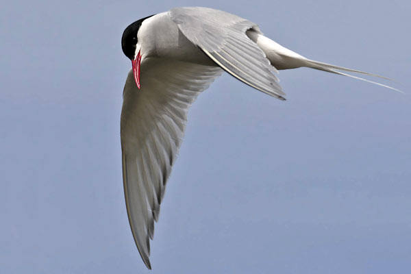 Gaviotín Sudamericano