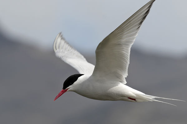 Gaviotín Sudamericano
