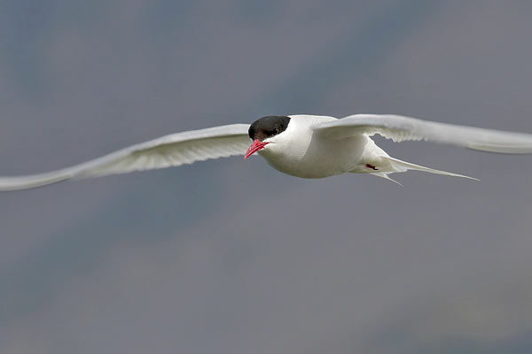 Gaviotín Sudamericano