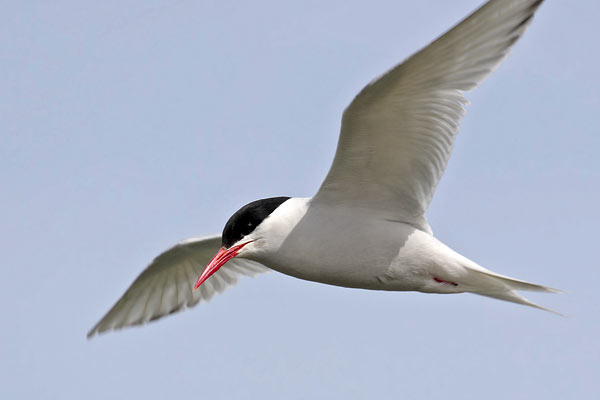 Gaviotín Sudamericano