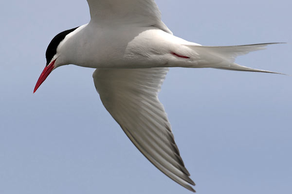 Gaviotín Sudamericano