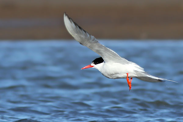 Gaviotín Sudamericano