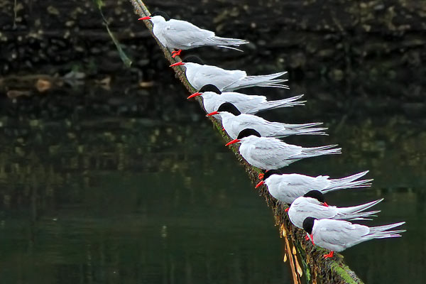 Gaviotín Sudamericano