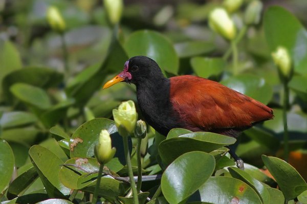 Jacana