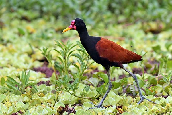 Jacana