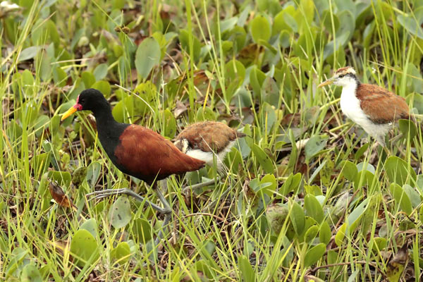 Jacana