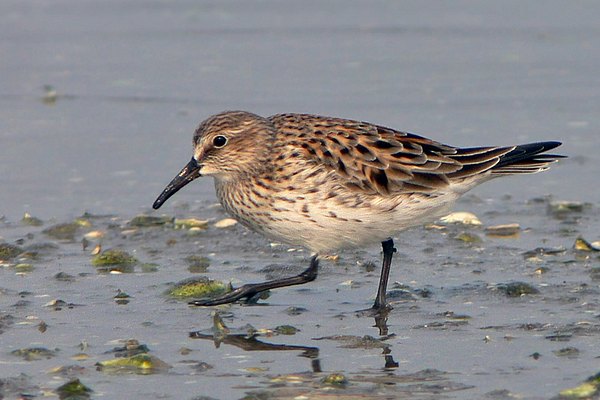 Playerito Rabadilla Blanca