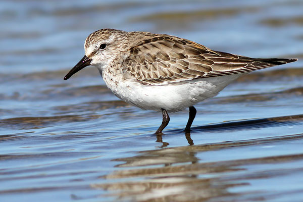 Playerito Rabadilla Blanca
