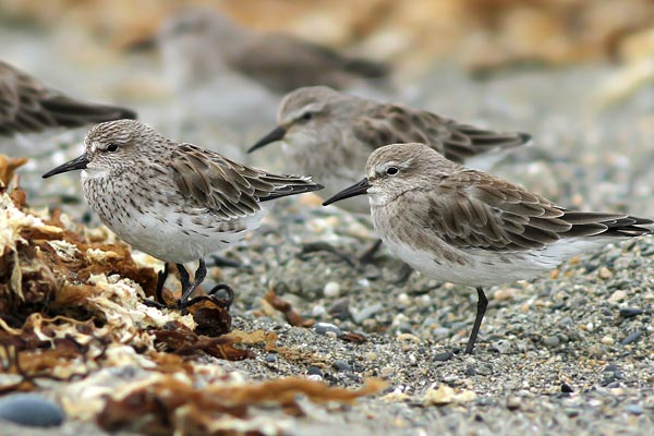 Playerito Rabadilla Blanca