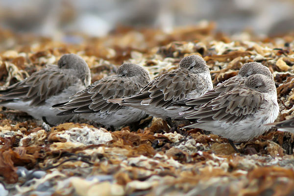 Playerito Rabadilla Blanca