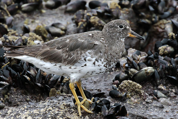 Playero de Rompiente