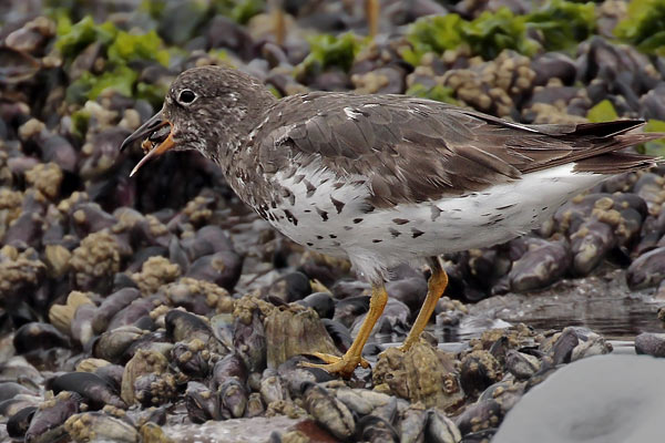 Playero de Rompiente