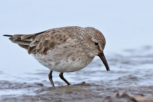 Playerito Rabadilla Blanca