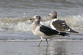 Gaviota Cangrejera
