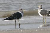 Gaviota Cangrejera