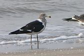 Gaviota Cangrejera