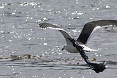 Gaviota Cocinera