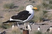 Gaviota Cocinera