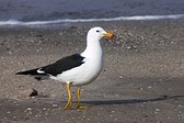 Gaviota Cangrejera