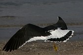 Gaviota Cangrejera