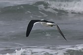 Gaviota Cangrejera