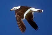 Gaviota Cangrejera