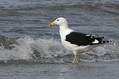 Gaviota Cocinera