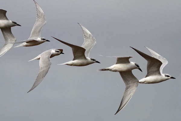 Gaviotín Pico Grueso