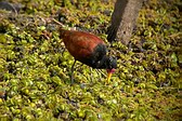 Jacana