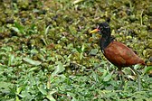 Jacana