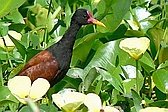 Jacana