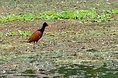 Jacana