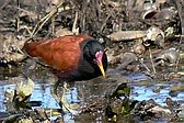 Jacana