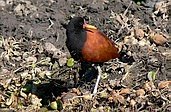 Jacana